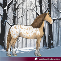 Horse Color:Amber Cream Champagne Sabino Appaloosa 