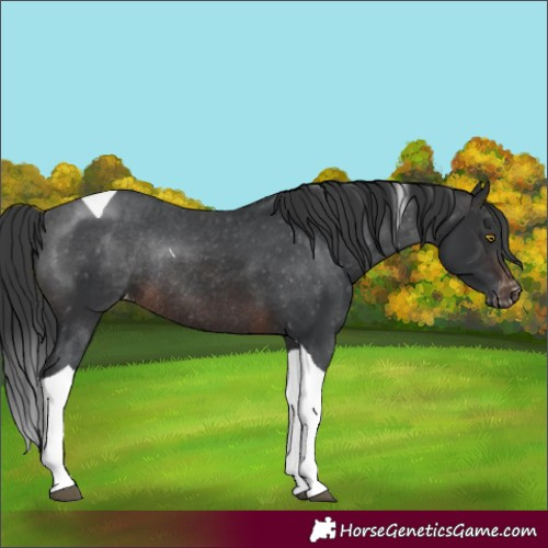 Horse Color:Brown Tobiano Varnish Rabicano 