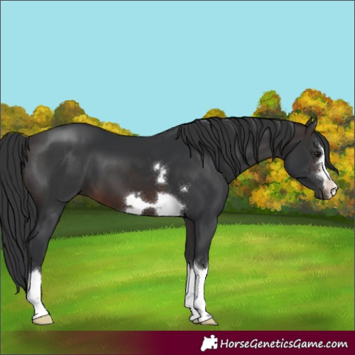 Horse Color:Brown 