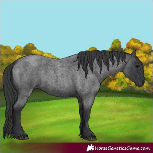 Horse Color:Blue Roan Rabicano 