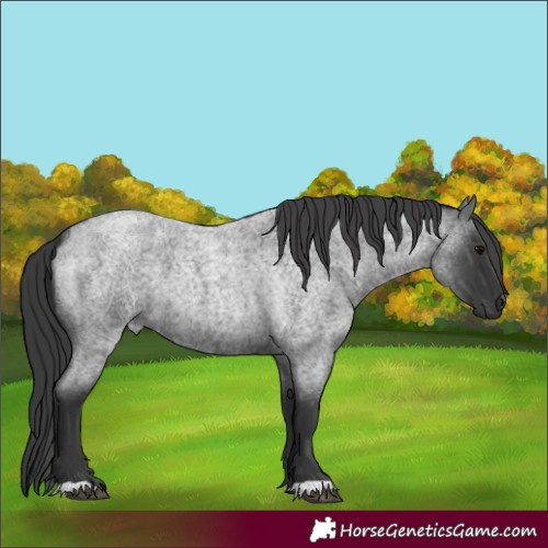 Horse Color:Blue Roan 