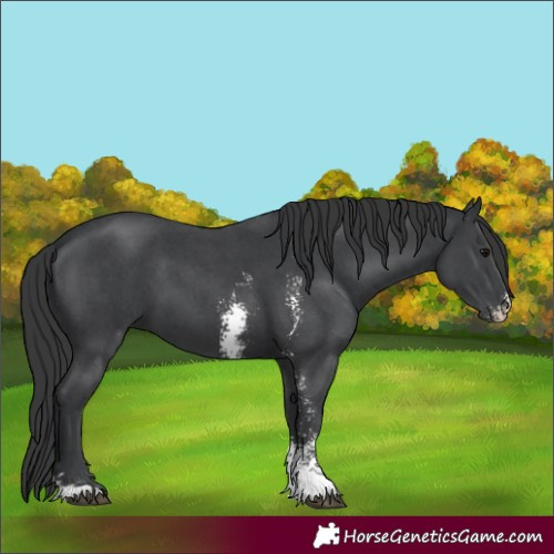 Horse Color:Black Sabino 