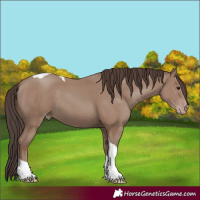 Horse Color:Classic Champagne Tobiano