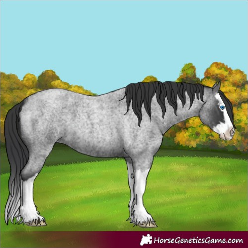 Horse Color:Blue Roan Splash