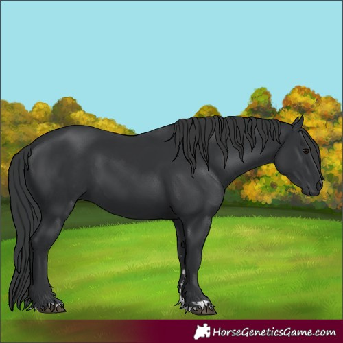 Horse Color:Black 