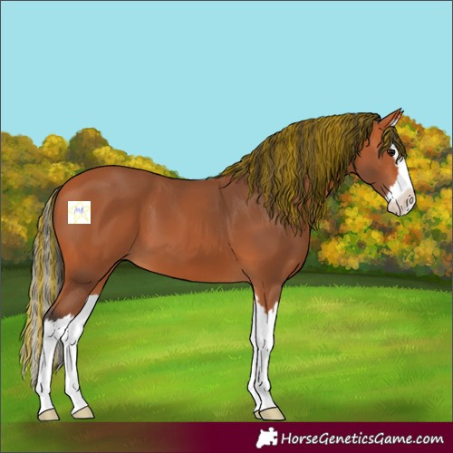 Horse Color:Painted Bay Splash 