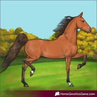 Horse Color:Bay 