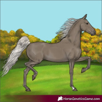 Horse Color:Silver Smoky Black 