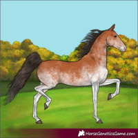 Horse Color:White Spotted Bay 