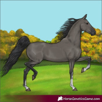 Horse Color:Grullo Sabino Rabicano