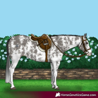 Horse Color:Grullo Sabino Rabicano 