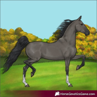 Horse Color:Grullo Sabino Rabicano