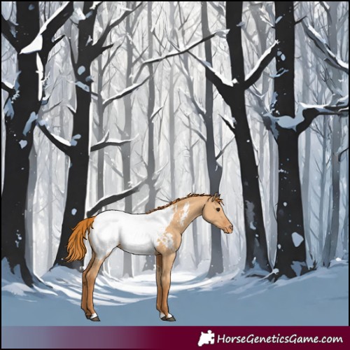 Horse Color:Red Dun Appaloosa 