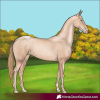 Horse Color:Gold Champagne Pearl Rabicano and Gold Champagne Pearl