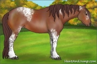 Horse Color:White Spotted Chocolate Bay 