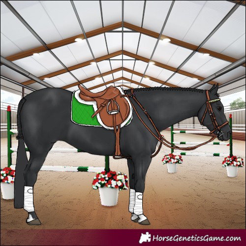 Horse Color:Black 