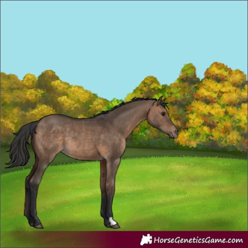 Horse Color:Brown Dun Rabicano 