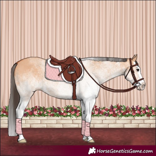 Horse Color:White Spotted Bay Dun Splash