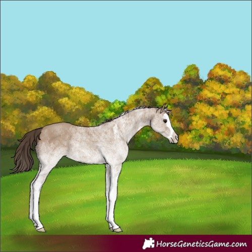 Horse Color:White Spotted Classic Champagne Splash 