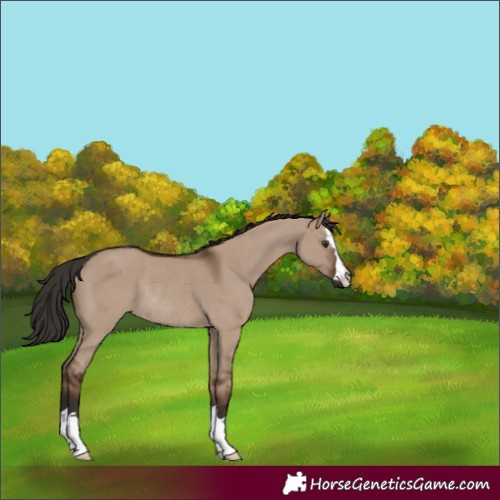 Horse Color:Liver Red Dun Rabicano 