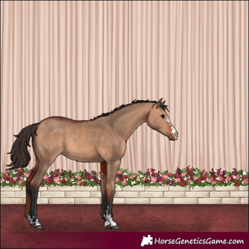 Horse Color:Bay Dun Rabicano 