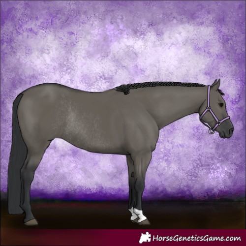 Horse Color:Grullo Rabicano