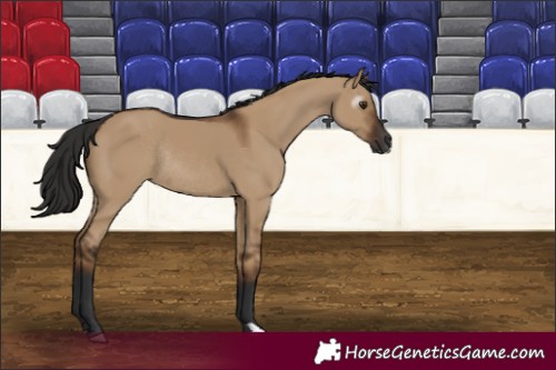 Horse Color:Gray Liver Red Dun Rabicano 