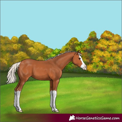 Horse Color:Silver Bay Splash 