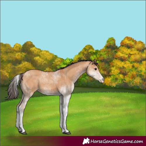 Horse Color:White Spotted Bay Dun 