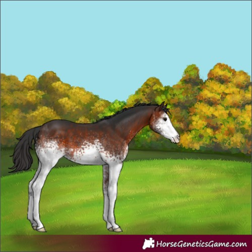 Horse Color:White Spotted Brown 