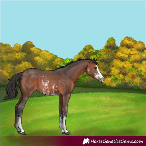 Horse Color:Brown Sabino 