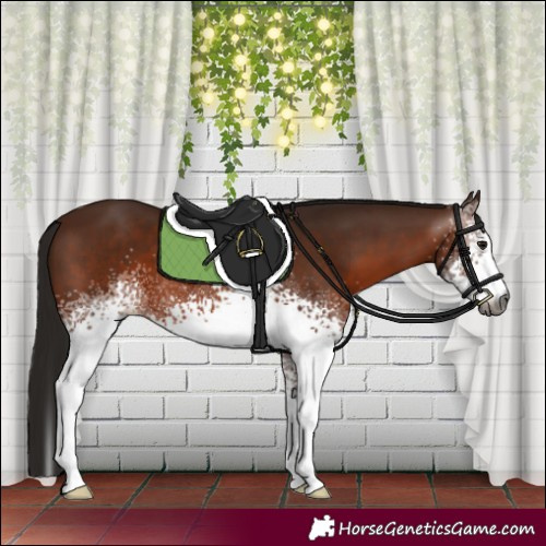 Horse Color:Gray White Spotted Bay 