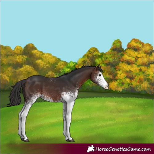 Horse Color:White Spotted Brown 