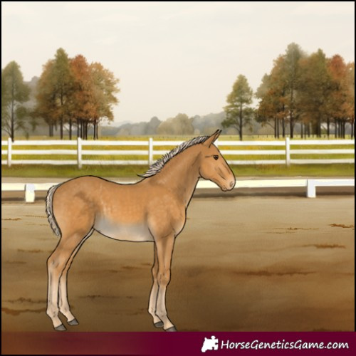Horse Color:Palomino 