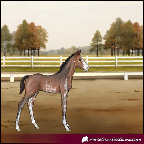 Horse Color:Bay Sabino 