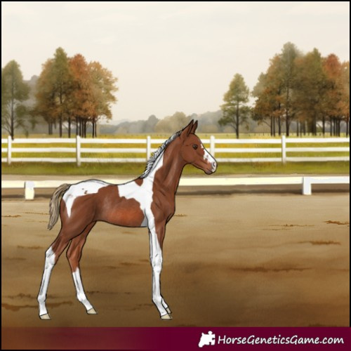Horse Color:Chestnut Tobiano Rabicano 