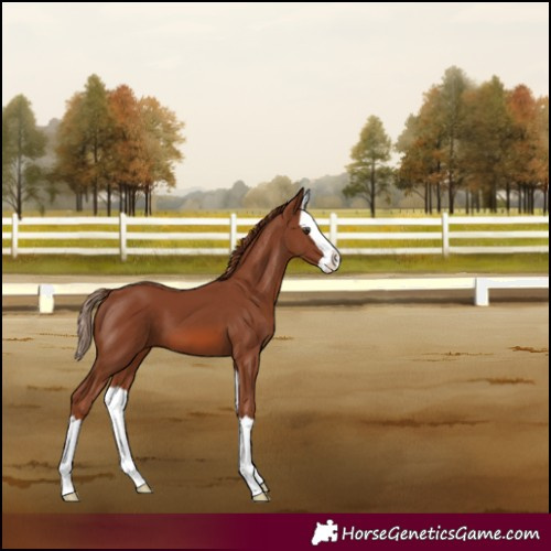Horse Color:Chestnut Splash 