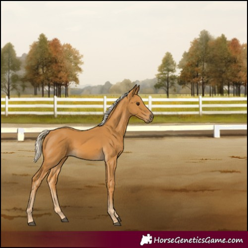Horse Color:Palomino 