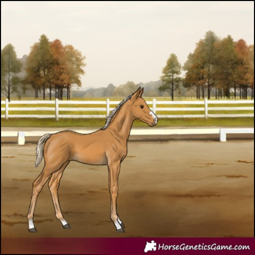 Horse Color:Palomino 