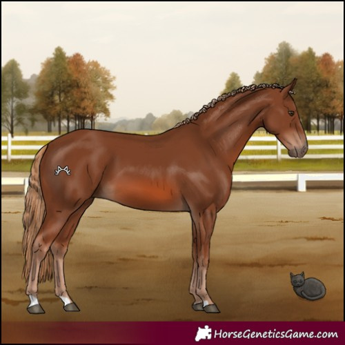 Horse Color:Chestnut 