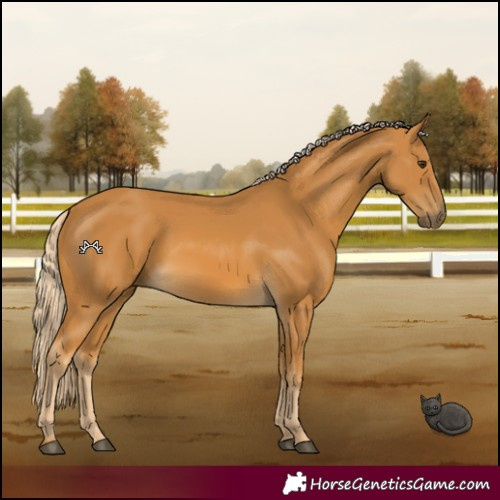 Horse Color:Palomino 