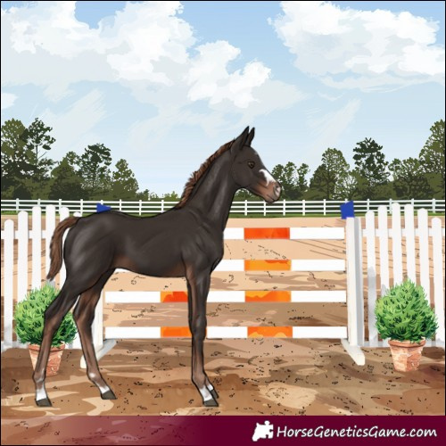 Horse Color:Liver Chestnut 