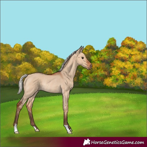 Horse Color:Silver Bay Dun Rabicano 