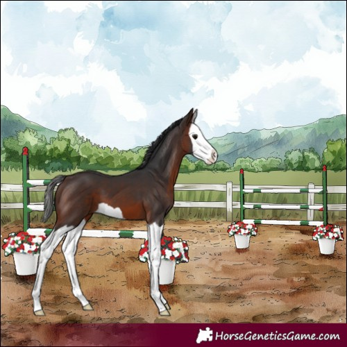 Horse Color:Brown Splash 