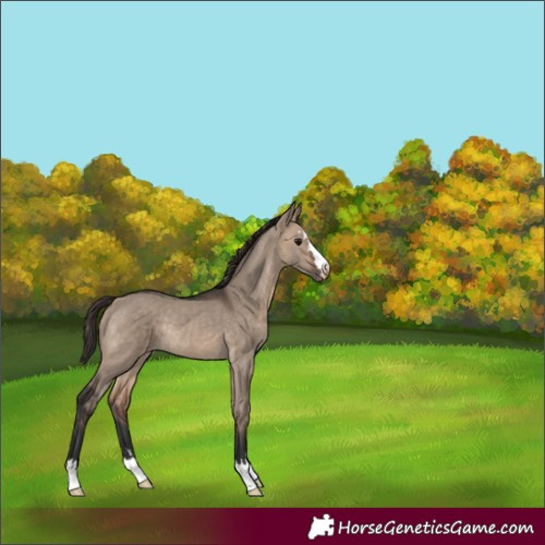 Horse Color:Brown Dun Varnish Rabicano 