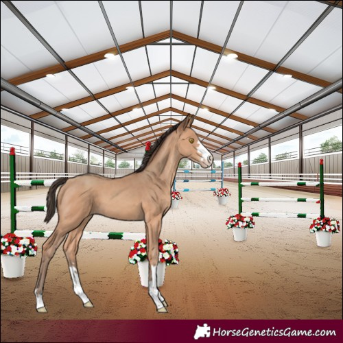 Horse Color:Amber Champagne 