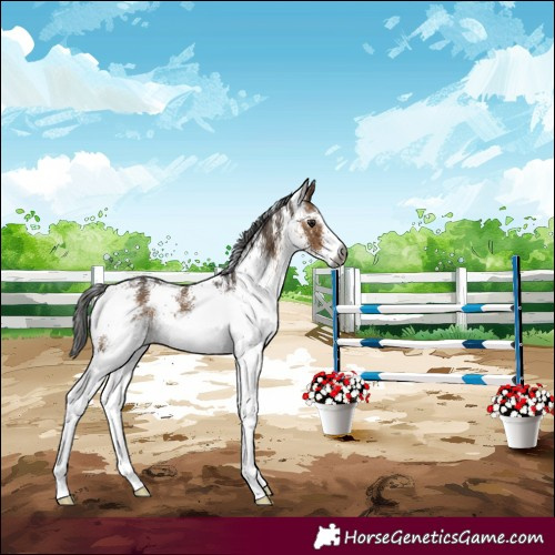 Horse Color:Gray White Spotted Bay Dun Snowflake Varnish Rabicano Brindle 