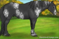 Horse Color:White Spotted Black Sabino