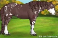 Horse Color:Chocolate Black Sabino