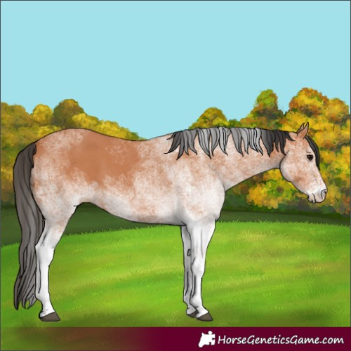 Horse Color:White Spotted Bay